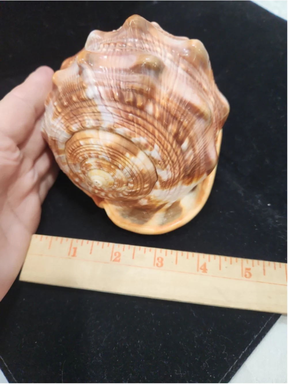 Natural Red Cameo Cypraecassis Conch Sea Shell 6x5x4